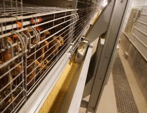 冬季养鸡重要的一项工作就是温度工作