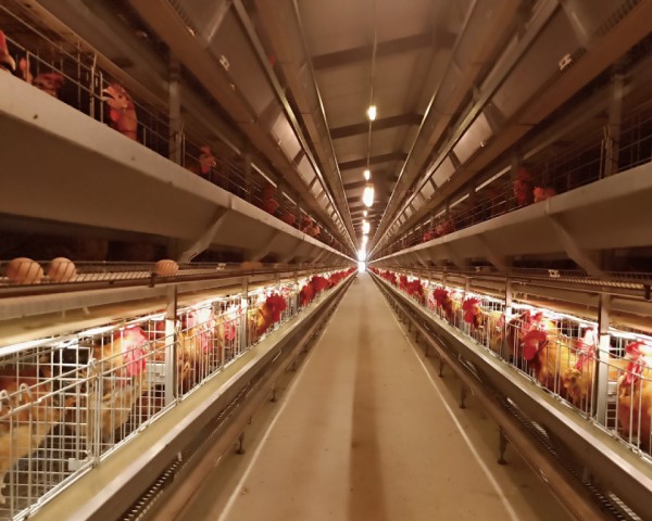 种鸡人工授精笼