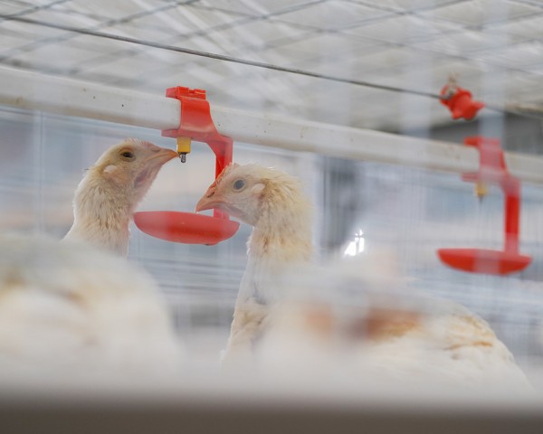 乳头自动饮水系统