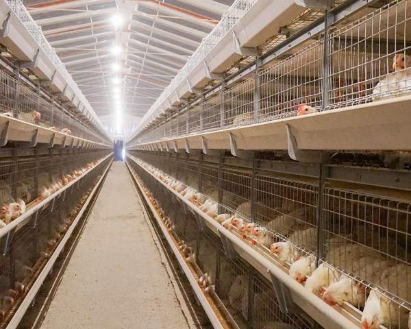 GF195型笼养系统