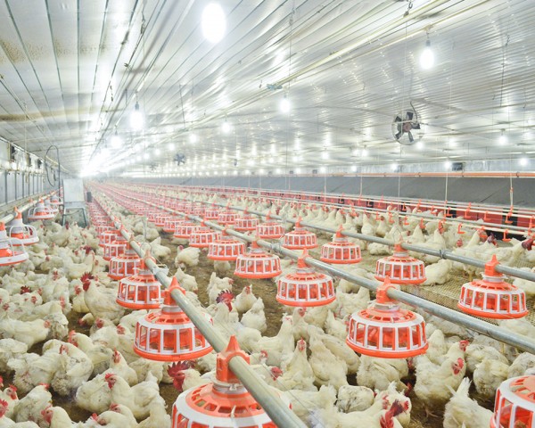 种鸡链盘式喂料系统