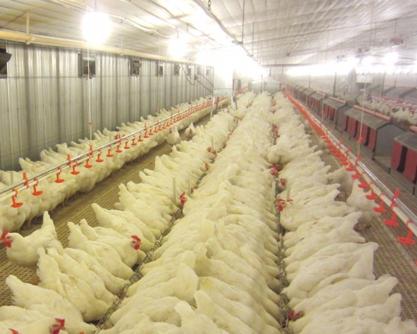 种鸡链式喂料系统