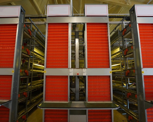 电梯式集蛋系统