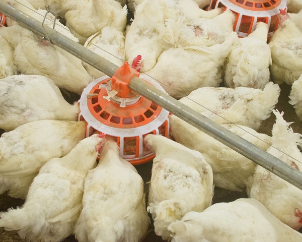 种鸡链盘式喂料系统